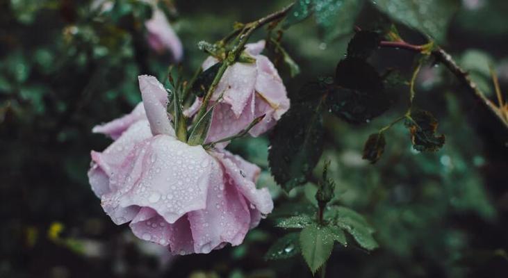 享受下雨天的心情短语（下雨天幽默句子好句）