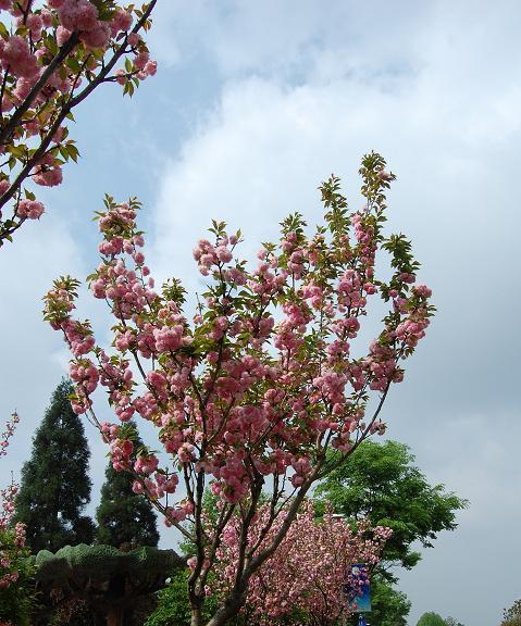 花花世界下一句语录（花花世界发朋友圈说说大全）