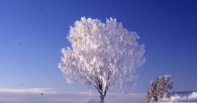 冬天的写景作文600字（描写冬天下雪景色优秀）