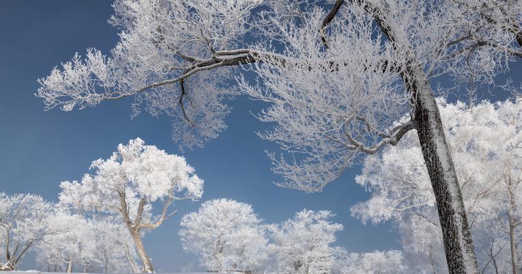 赏雪的感受作文（赏雪精选）