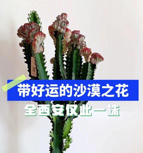 遇见作文植物（观察植物的左右优秀）