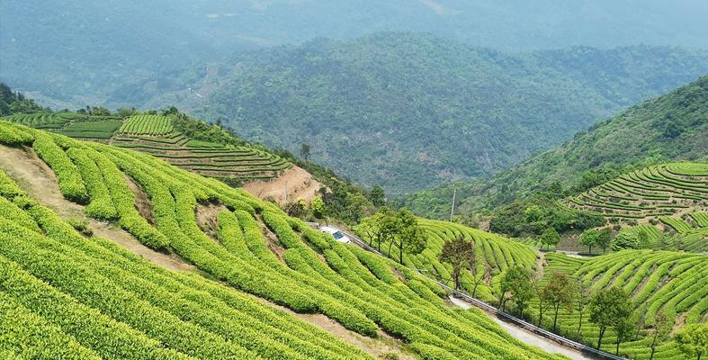 美丽的茶园作文800字（夏天的茶园精选）