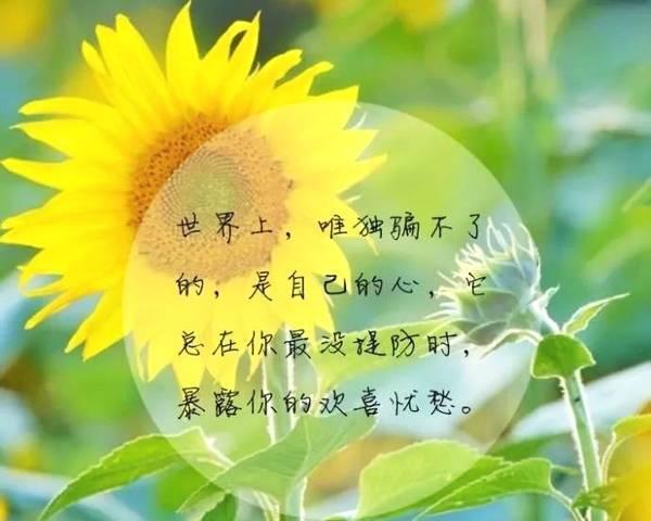 发朋友圈早安问候语简短一句话（清晨的光芒）