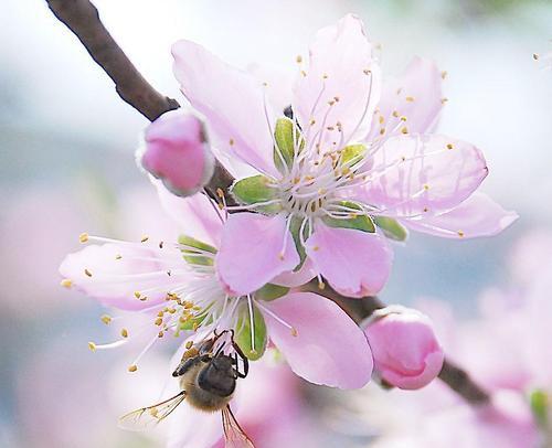 搜索关于写春天的作文（《春日里的喜悦——一次春天的探险》）