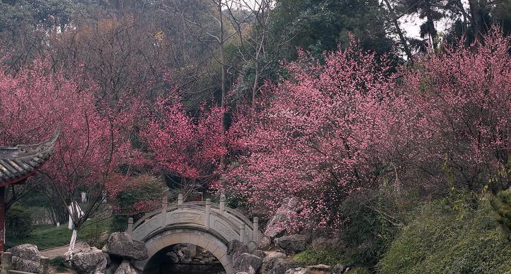 以梅花为话题的作文300字（《梅花下的誓言》）