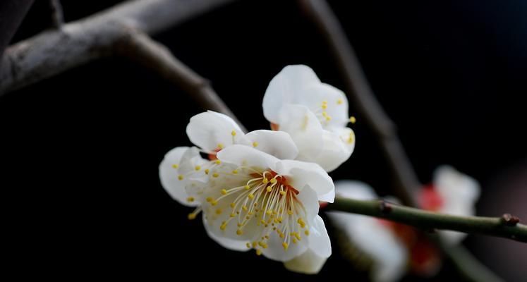 以梅花为话题的作文300字（《梅花下的誓言》）