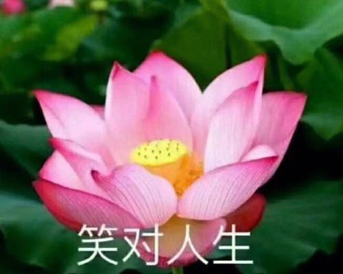 笑对人生作文800字高中（《我的好朋友陪我笑对人生》）