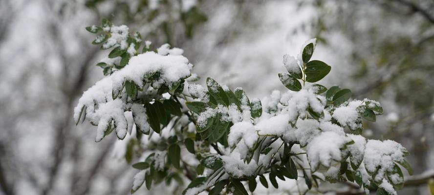 关于冬天第一场雪的句子（初雪飘落，静谧冬日。）