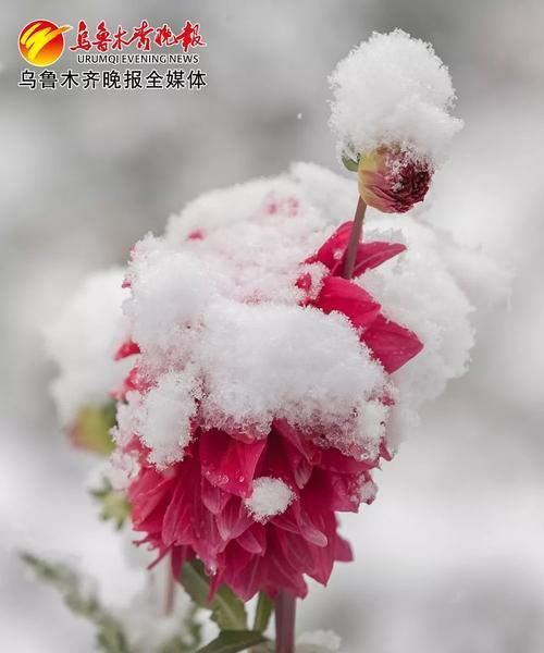 关于第一场雪的说说短句（初雪飘落，岁月静好）