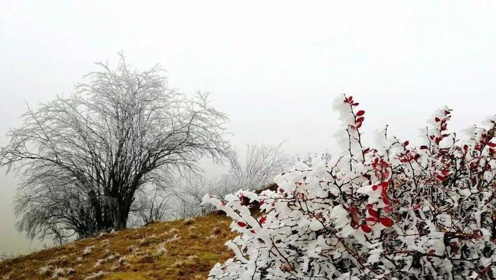 关于第一场雪的说说短句（初雪飘落，岁月静好）