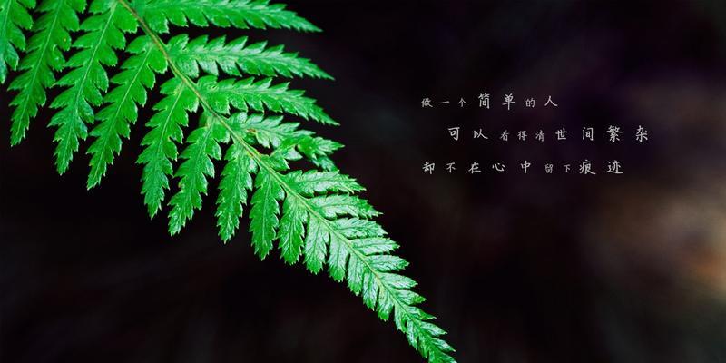 202年最后一天的说说（在时光的涟漪里，温暖如初）