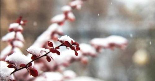 小雪节气的说说唯美大全（雪落长夜，唯美小景）