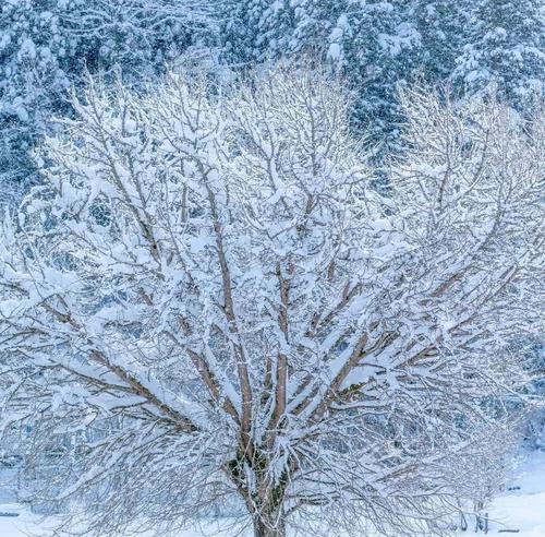 2020年下大雪发朋友圈的说说（2023，大雪铺满城）