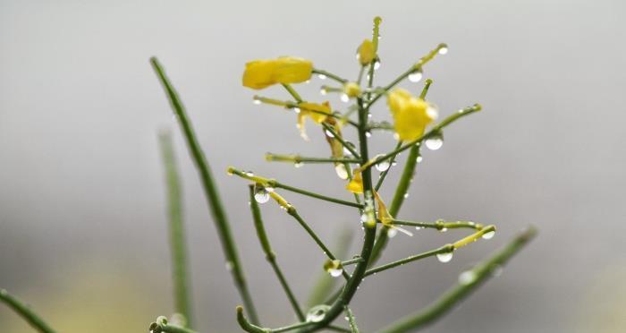 描写雨的好句短句10句（雨的美丽）