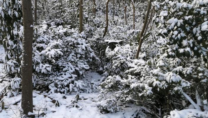 描述第一场雪的说说（《初雪如梦》）