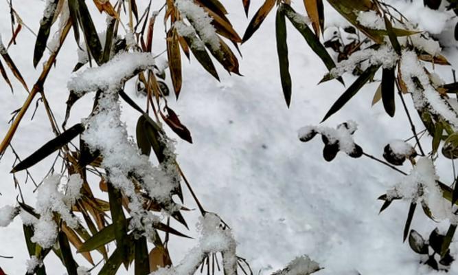 看第一场雪的文案（看到第一场雪的心情说说）