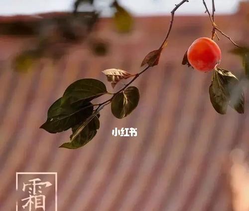 霜降早上好的句子（霜降美好，祝福温暖）