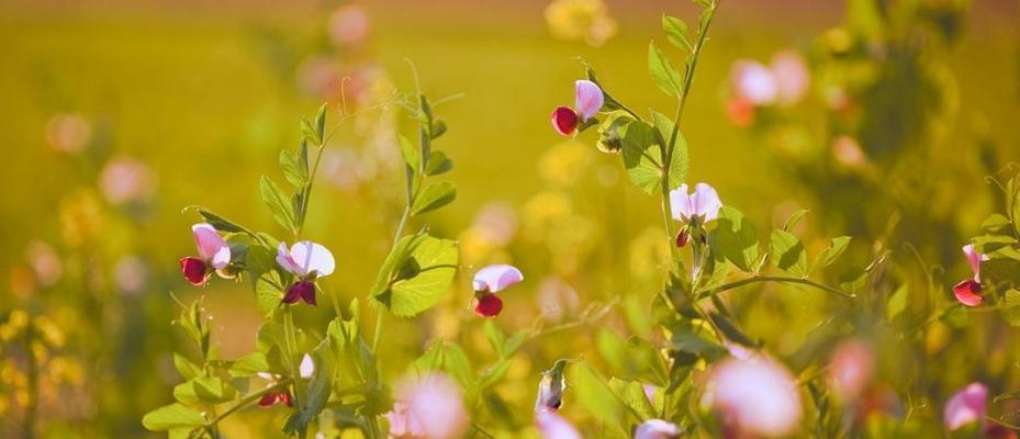 关于花开句子（花开的美丽瞬间）