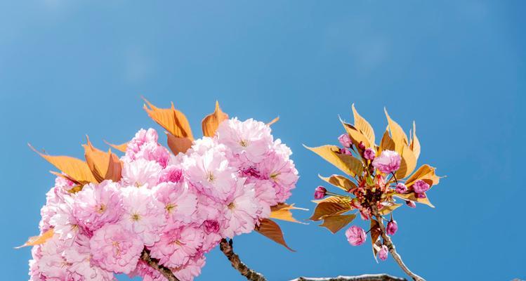 关于花朵的唯美句子（花漾诗意好梦成真）