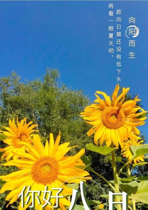 7月再见8月你好的说说句子大全八月你好励志...（七月再见，八月你好——唯美问候语）