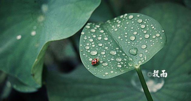 谷雨朋友圈文案问候语简短句子适合谷雨节气发的说说（谷雨祝福，唤醒春日美好）