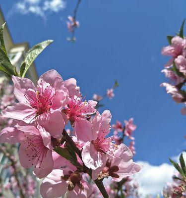 四月再见五月你好优美句子（四月再见五月你好好：诗意盎然）