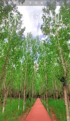 以路上的风景为主题的作文（《路上的风景，心中的美丽》）