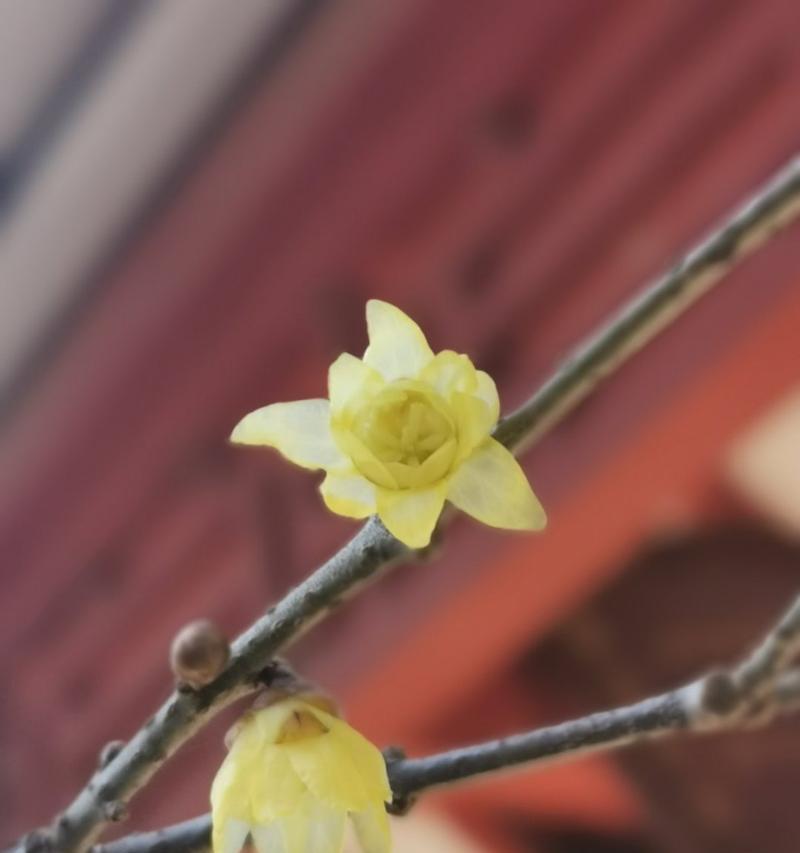 有关心境豁达恬淡的唯美诗句的好句摘抄（心境豁达恬淡的唯美诗句）