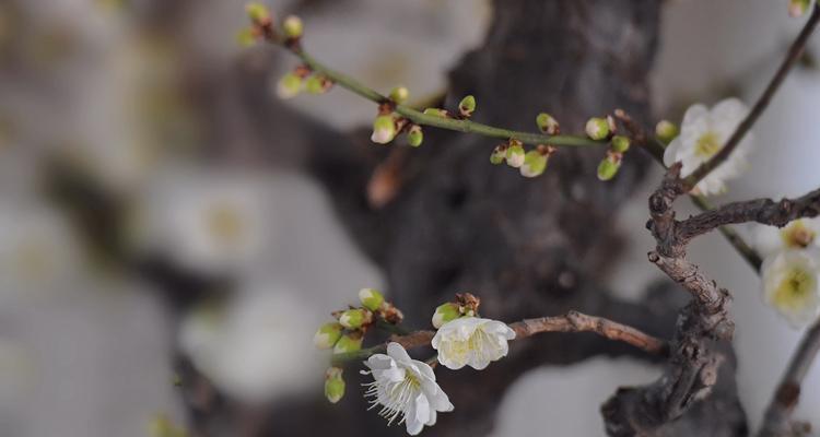 有关形容梅花傲骨的唯美诗句的短句子（探秘梅花背后的文化底蕴）