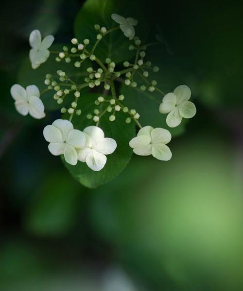 诗词中琼花的寓意（琼花的唯美诗句）