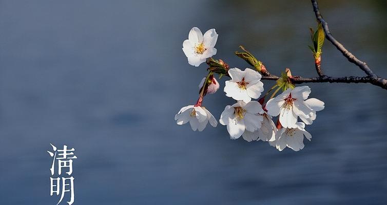 关于清明唯美句子（感受缅怀与唯美共存的节日）