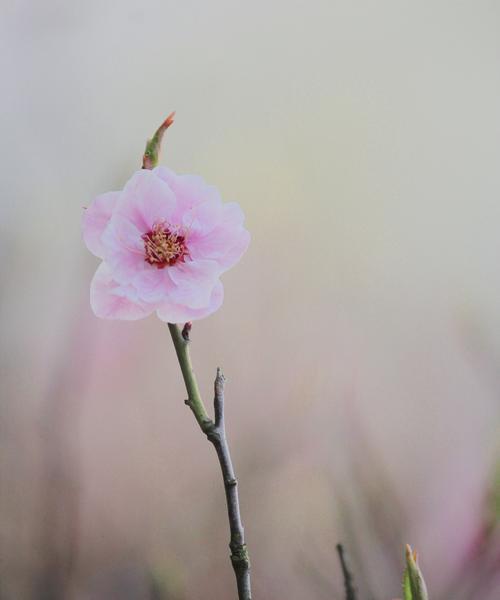 带花的诗句十句（花开如梦，诗意绵长）