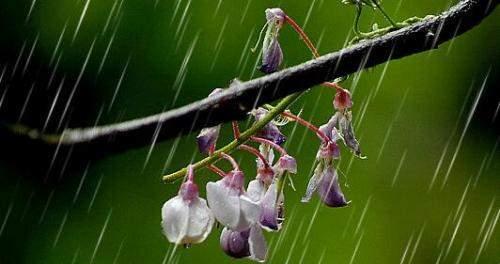 有关下雨唯美句子的好句子摘抄（倾听雨声，感受秋意）