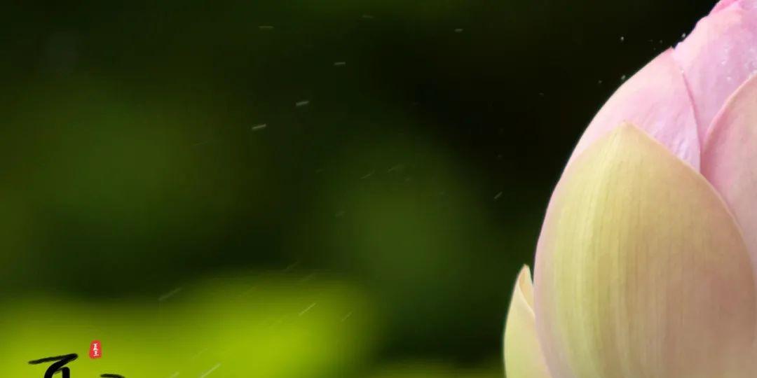 有关夏至的说说（《夏至?繁花茂盛》）