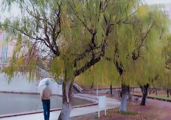 一一场秋雨一场凉的句子（怀念秋雨，思绪泛滥）