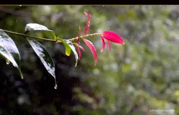 一场秋雨一场寒发朋友圈的说说（秋雨落花，寒意袭人）