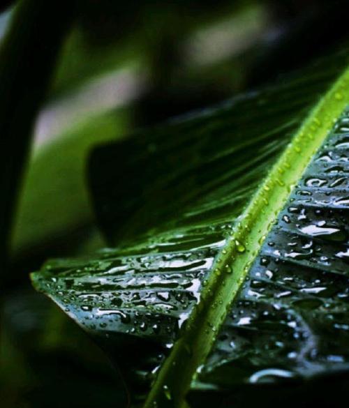 一场秋雨一场寒适合发朋友圈的句子（落叶秋风，唯美行走）