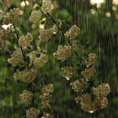 一场秋雨一场寒的经典语录（秋雨一场寒，落叶凋零）