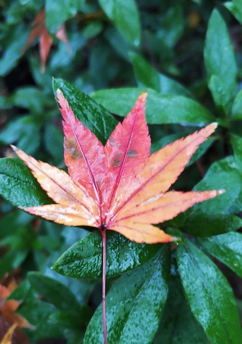 一场秋雨适合发朋友圈的文案（秋雨踩进衣角，风吹落泪痕，思念牵动心弦）