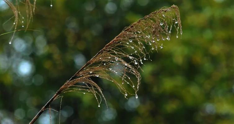 一场秋雨一场寒的幽默说说（秋雨萦绕）