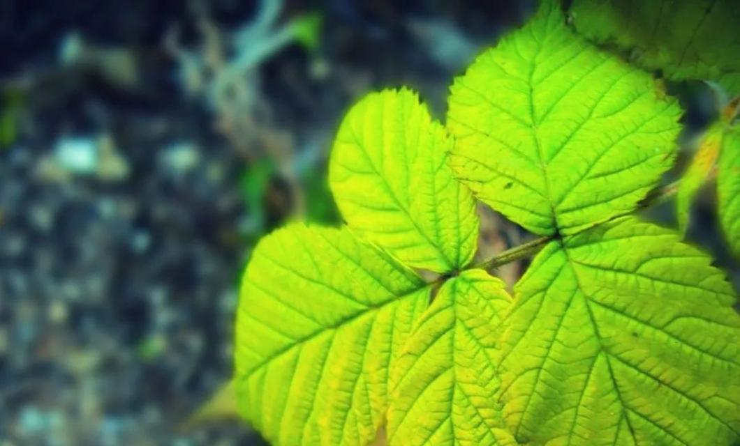 有关叶子的唯美句子的好句有哪些（叶舞秋风——写给唯美句子的荣光）