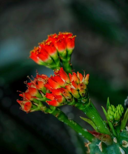 养花养草的说说（《花草时光》）