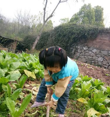 以奶奶的菜地为话题的作文600字（《记忆的田野》）