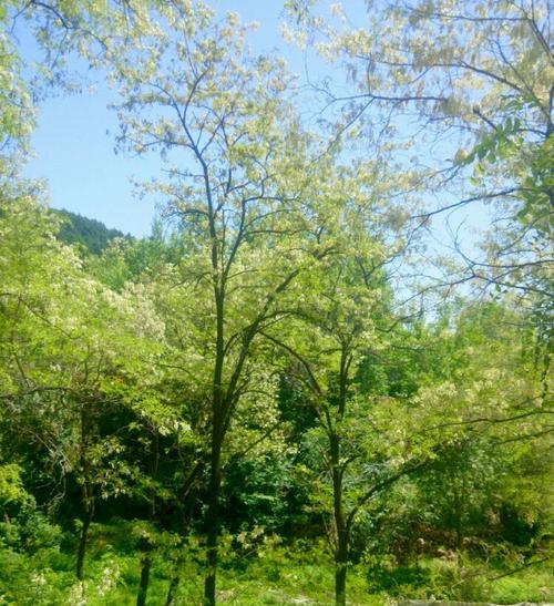 以幽幽槐花香为话题的作文题目（《幽幽槐花香：那个夏日的约定》）