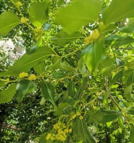 沙枣花飘香的季节作文（《枣花儿的香气》）