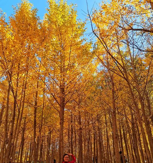 金色的秋天作文600字三篇（《TheGoldenAutumn》）