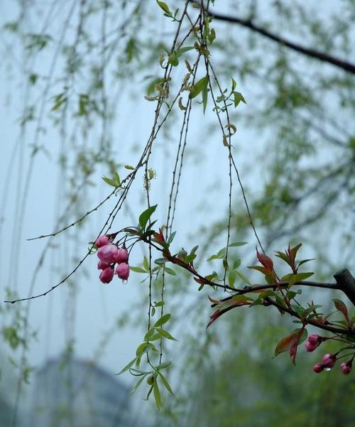 阳春三月的优美句子短小（春风送暖，心情如诗）