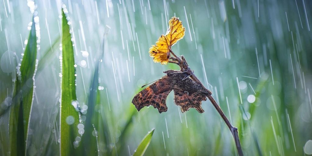 天气变冷发朋友圈说说（枯叶残落，冷风袭来——冬季唯美短句集锦）