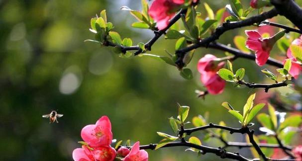 霜降节气说说朋友圈祝福问候（那年霜降，温暖心房）