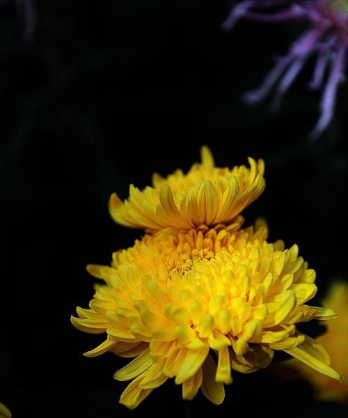 有关菊花的作文开头（《菊花香》）